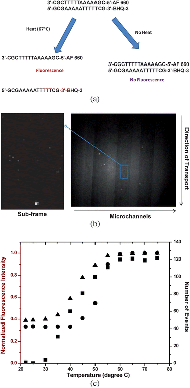 (a) Fluorescence single molecule quenching assay for determining duplex Tm using a 15-base pair oligonucleotide labeled with AlexaFluor 660 on its 5′-end and its complement labeled with the Black Hole Quencher-3 (BHQ-3) on its 3′-end. (b) Fluorescence single molecule image of the 15-bp oligonucleotide when the sample was heated to 67 °C. Fluorescence from single DNA/AlexaFluor 660 molecules were visible as shown in this image due to duplex melting, producing ssDNAs. Also shown is the sub-frame of this image (37 × 67 pixels) that was processed as described in Fig. 4. (c) Plot of number of single molecule events counted over a fixed interval of time at different sample temperatures (■, concentration = 750 pM). Also shown is a plot of the normalized fluorescence intensity of the duplexed DNA at different temperatures using a bulk measurement (dsDNA concentration = 40 nM, ●; and 1 nM, ▲) measured using a conventional fluorometer (λex = 675 nm).