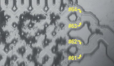 Colloid cluster at outlet channels 61 and 62.