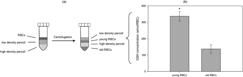 (a) Preparation of young and old RBC fractions using Percoll density solutions. A 2 mL solution of high-density Percoll is pipetted into the bottom of centrifuge tube followed by the dropwise application of a 2 mL low-density Percoll solution. A (70% hematocrit) RBC solution of 1.0 mL is carefully added on top of the density solutions and centrifuged at 3000 × g for 15 min. This process separates the solution into two distinct RBC bands representing young (top) and old (bottom) erythrocytes, and (b) the simultaneous quantification of GSH in Percoll density-separated RBC fractions, young and old, in a twelve channel microfluidic device (n = 7) employing standard addition. Error bars represent the standard error of the mean (SEM), while the asterisk indicates statistical significance of <0.001.
