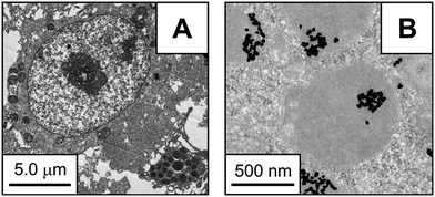 (A) TEM image of mouse peritoneal leukocyte after 48 h exposure to 1 nM 28.1 ± 6.7 nm citrate-capped gold colloids. (B) High magnification TEM image of the same leukocyte showing internalized colloidal gold. (Reprinted with permission from ref. 151. Copyright 2008, American Chemical Society.)