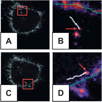 VEDIC obtained trajectories of peptide conjugate QDs within HeLa cells. (A) Cell shown with higher magnification inlay (B) showing trajectory vesicle containing QDs over 2 seconds of acquisition (white line) relative to plasma membrane (green line). (C) A second cell is shown with its inlay (D) showing QD trajectory over 1.74 seconds. (Reprinted with permission from ref. 38. Copyright 2007, American Chemical Society.)