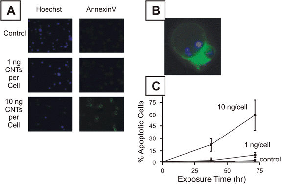 Results of annexin-V assessment of apoptosis as a result of T cell exposure to carbon nanotubes. (A) Hoechest (DNA labeling) dye (left) stained and annexin-V stained cells after exposure to 0, 1 and 10 ng/cell oxidized carbon nanotubes. (B) Higher magnification of apoptotic cells stained with annexin-V. (C) Graphical representation of time course exposure of cells to carbon nanotubes between 0 and 10 ng/cell. (Reprinted with permission from ref. 94. Copyright 2006, Elsevier.)