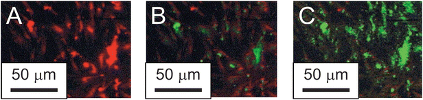 Lipid peroxidation detected by C11-BODIPY as a result of (A) 0 min, (B) 30 min, and (C) 90 min exposure to nano-C60. (Reprinted with permission from ref. 115. Copyright 2005, Elsevier.)