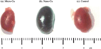 During in vivo biodistribution studies, organ morphology is often examined. In this example, excised kidneys from mice after copper exposure with (a) 17 µm diameter particles, (b) 23.5 nm diameter particles, and (c) control conditions are shown. (Reprinted with permission from ref. 165. Copyright 2006, Elsevier.)