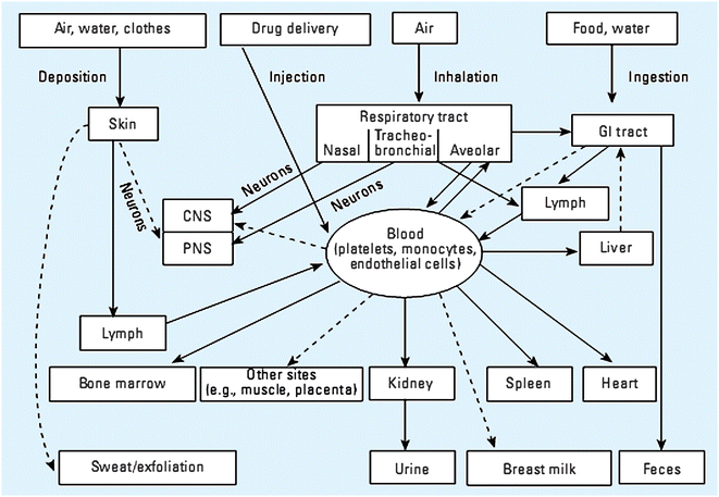 Expected and known nanoparticle exposure and clearance routes. (Reprinted with permission from ref. 194. Copyright 2005, National Institute of Environmental Health Sciences.)