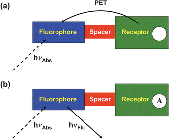 (a) An electron transfer from the analyte-free receptor to the photo-excited fluorophore creates the ‘off’ state of the sensor. (b) The electron transfer from the analyte-bound receptor is blocked resulting in the ‘on’ state of the sensor.