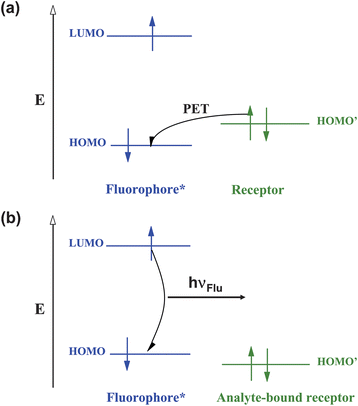 Molecular orbital energy diagrams which show the relative energetic dispositions of the frontier orbitals of the fluorophore and the receptor in (a) the analyte-free situation and (b) the analyte-bound situation.