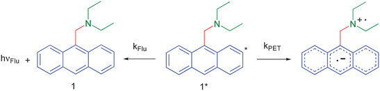 De-excitation pathways open to the photo-excited fluorescent PET sensor 1.