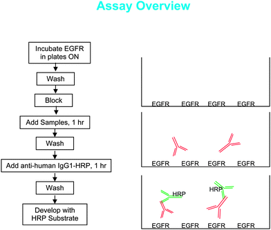 The validated assay consisted of five steps, including coating the plate with the target molecule for Cetuximab, incubating samples in matrix, and detecting with a conjugated antibody for colorimetric measurement.