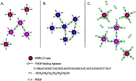 Schematic representation of the aggregation of Apt-Au NPs in the presence of PDGFs at (A) low, (B) medium, and (C) high concentrations. Reprinted with permission from ref. 14.