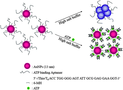 Schematic representation of the sensing mechanism of Apt-Au NPs for the colorimetric determination of ATP. Reprinted with permission from ref. 28.