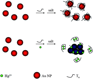 Schematic representation of Hg2+ nanosensors. Reprinted with permission from ref. 30.