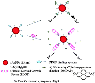Schematic representations of PDGF nanosensors that operate based on modulation of the fluorescence resonance energy transfer between DMDAP and Apt-Au NPs. Reprinted with permission from ref. 18.