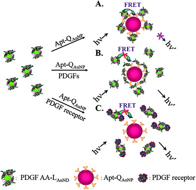 Schematic representations of PDGF and PDGF receptor nanosensors that operate based on the modulation of the photoluminescence quenching between PDGF AA-LAuND and Apt-QAuNP. Reprinted with permission from ref. 19.