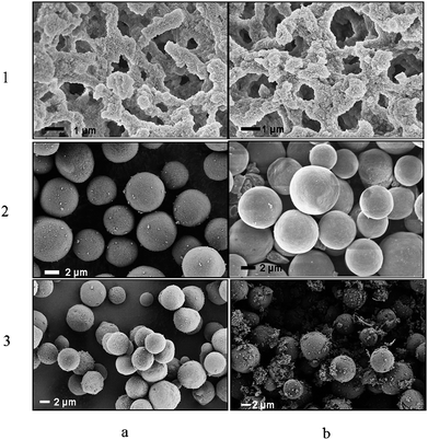
            SEM micrographs of (1) monolithic silica, (2) Si-100, (3) Si-1000 (a) before grafting and (b) after grafting of PNIPAAm chains.