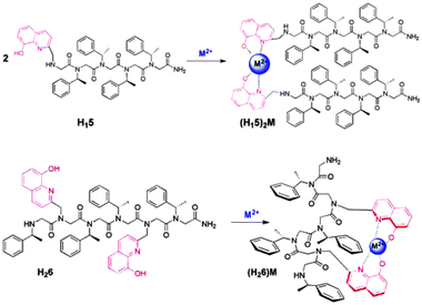 The expected 2:1 and 1:1 peptoid-metal complexes formed from H115 and H226, respectively.