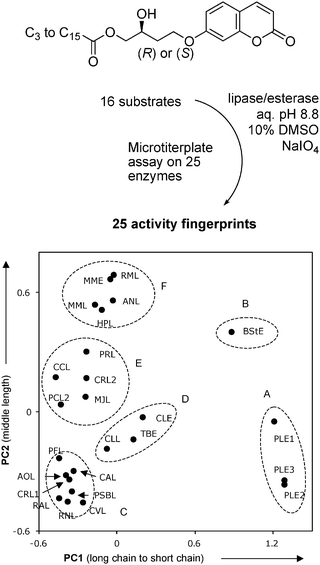 Fingerprint analysis of chain length selectivity of lipases and esterases.
