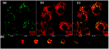
          Confocal laser scanning microscopy images of HeLa cells incubated with (2 + 3)@CB[6]NPs⊃NR for 1 h at 37 °C: (a) FITC channel, (b) Nile Red channel, (c) overlay of (a) and (b) (scale bar = 10 μm), and (d) taken with different focal depths along the view axis.