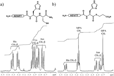 
          1H NMR analysis of test peptide H-AENITTHC-NH2 (a) before and (b) after MPA-mediated thioesterification.