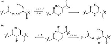 (a) NCL, and (b) acid mediated N → S thioester formation compared. R1 is usually an acyl-transfer facilitating group such as alkyl, benzyl, or δ-mercaptomethyl prolyl.5