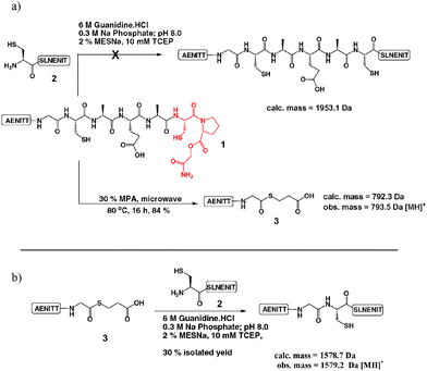 (a) Attempted CPE-mediated ligation between peptide 1 (complete sequence: AENITTGCAEA-CPE) and peptide 2 (sequence: CSLNENIT) and subsequent MPA treatment.6 (b) Successful ligation reaction employing the Gly-thioester 3.8