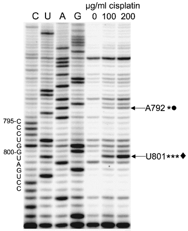 An autoradiogram shows reverse transcription mapping of in vivo reactive sites (indicated by arrows; ***major, *minor) of cisplatin on 16S rRNA/70S ribosomes (the concentrations of cisplatin are given for each lane, 0–200 μg ml−1 of cells). Dideoxy sequencing lanes are labeled as C, U, A and G. Sites that are identical in the in vitro and in vivo probing experiments are indicated with symbols (◆, ●).
