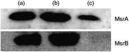 Immunoblot analysis of MsrA and MsrB in different fractions of Mtb cells: (a) whole Mtb cell, (b) the cytosolic fraction and (c) the cell wall/membrane fraction.