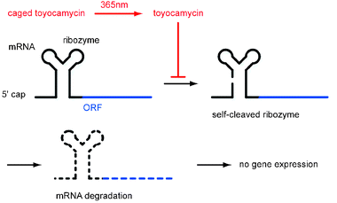 ribozyme function