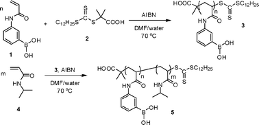Synthesis of poly(3-acrylamidophenylboronic acid) (PAPBA) and PAPBA-b-poly(N-isopropylacrylamide) (PAPBA-b-PNIPAM) via RAFT.