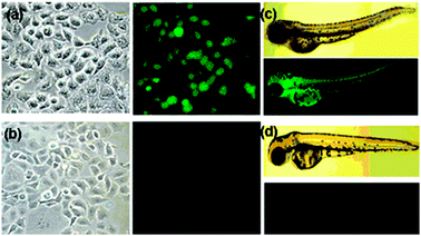 Cells and organisms incubated with 50 mM probe 1 and 100 mM CH3HgCl in 5% CH3CN–water. Images of A549 cells (a) in the presence and (b) absence of CH3HgCl. Images of three-day-old zebrafish (c) in the presence and (d) absence of CH3HgCl.