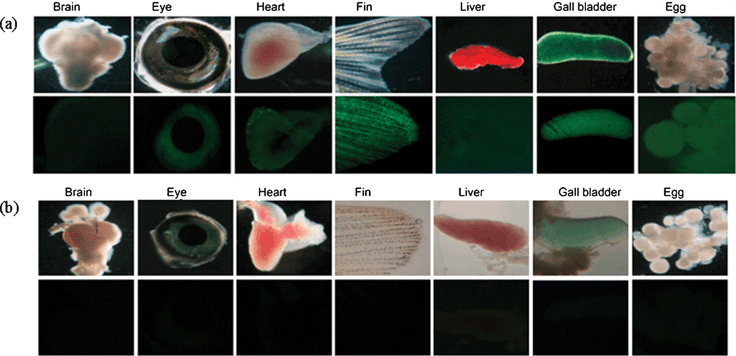 (a) Images of zebrafish organs treated with 200 nM of CH3HgCl and 50 μM of probe 1 (top: microscope images, bottom: fluorescence images). (b) Images of zebrafish organs treated with 50 μM of probe 1 in the absence of external CH3HgCl (top: microscope images, bottom: fluorescence images).