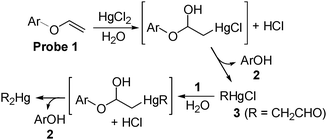 A plausible hydrolysis mechanism of probe 1 by HgCl2 and RHgCl in water.