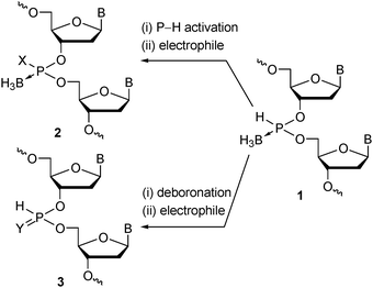 Strategy for synthesis of various P-modified oligonucleotide analogues 2 and 3 by substitution of P–H and P–B bonds of oligonucleoside H-boranophosphonates 1, respectively. B = nucleobase.