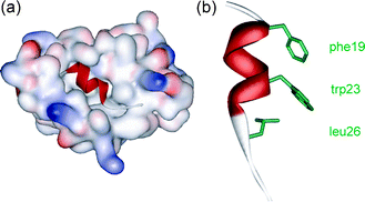(a) Crystal structure of hDM2 in complex with a p53 peptide (PDB ID: 1YCR) and (b) the p53 peptide showing side chains key for binding.