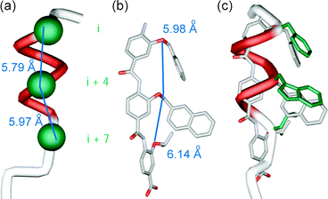 (a) p53 helix depicting key side chains (in green); (b) minimised structure of an aromatic oligoamide with R3 = Bn, R2 = Me-2-Napth and R3 = iPr (carbon in grey, oxygen in red and nitrogen in light purple); (c) p53 α-helix superimposed onto minimised aromatic oligoamide.