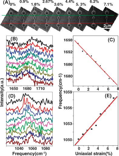 (A) SEM image, (B) M-band spectra and (D) IFM spectra of (7, 5) SWNT when the uniaxial strain is increased from 0 to 7.1% (shown from top to bottom). (C) M-band and (E) IFM frequencies as a function of uniaxial strain; lines are linearly fitted from experimental data which are obtained by Lorentzian fitting.58