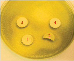 Zone of inhibition of P. aeruginosa growth around compound 1 pelleted with varying concentrations of KBr. Pellets are 10 mm in diameter. 1 = 100 wt% cpd. 1; 2 = 75% cpd. 1; 3 = 50% cpd. 1, 4 = 25% cpd. 1.