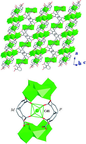 Top: 2D metal–organic layer structure in 4. Cd atoms are drawn as polyhedrons. Bottom: view of the crown-ether-like cycle built from two 2,2′,3,3′-bptc4− ligands and two pentanuclear cadmium clusters. Its cavity is occupied by the Cd1 atom. The cavity is achiral, now that it includes two opposite-chirality ligands (P and M).