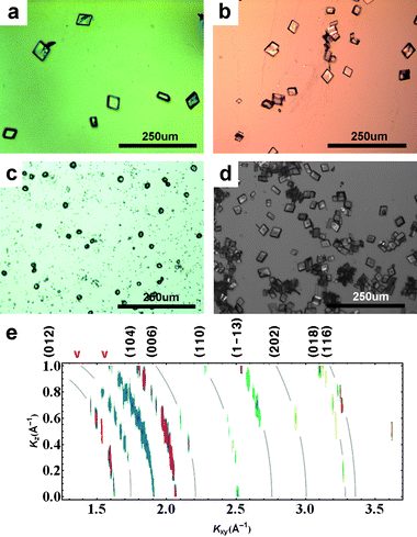 
            Optical microscope images of crystals transferred to flat substrates, for calcium carbonate nucleation in the presence of chitosan but without a floating monolayer :  Chitosan concentrations are (a) 3 × 10−4% w/v; (b) 4.5 × 10−4% w/v; (c)–(d) :  6 × 10−4% w/v, early and late stage. The larger number of crystals in (d) is an artifact of the increased viscosity near the surface at higher chitosan concentrations, which improves the transfer of crystals to substrates. In situ GID intensity contours for the case (d) are shown in (e). Curved lines have been added to indicate the positions of the “Debye rings” corresponding to the calcite peaks labeled along the top margin.