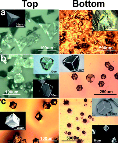 Shape and morphology of calcite crystals grown under arachidic sulfate monolayers, with (a) no chitosan in subphase; (b) ∼3 × 10−4% w/v chitosan in subphase, and (c) ∼4.5 × 10−4% w/v chitosan in subphase.