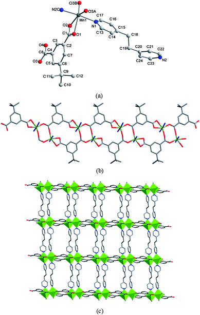 (a) Coordination environment of the Mn (II) ion in 3. The hydrogen atoms are omitted for clarity. Symmetry codes: A, −1 + x, y, z; B, 2 − x, −y, 2 − z; C, x, −1 + y, 1 + z. (b) View of a 1D ribbon-like chain of Mn atoms bridged by tbip ligand. (c) Ribbonlike chains pillared by flexible bpa ligands into a 2D layer. The tert-butyl groups are omitted for clarity.