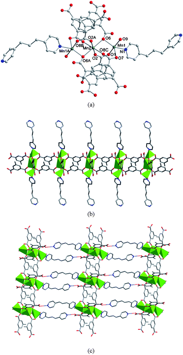 (a) Coordination environments of the trinuclear Mn centers in 5. Symmetry codes: A, 1 − x, −y, 1 − z; B, −x, −y, 1 − z; C, 1 + x, y, z. (b) A view of the ladder-like double chain structure extended along the c axis. (c) 2D supramolecular network in 5. Interchain hydrogen bonds are represented as dashed lines.