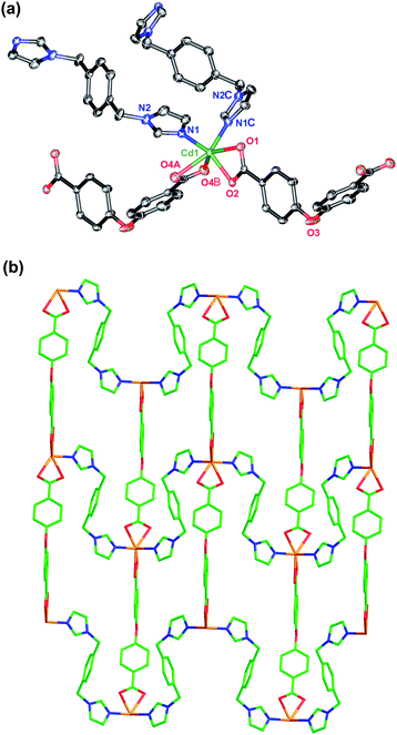 (a) The coordination environment of Cd(II) atom in 5 (displacement ellipsoids are drawn at the 20% probability level). [Symmetry codes: (A) 1 + x, y, z; (B) 1 + x, 0.5 − y, z; (C) x, 0.5 − y, z]. (b) A (4,4) sheet in the structure of 5.