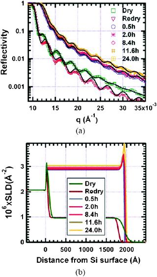 Change of reflectivity (a) and SLD (b) of the bis-amino silane film on exposure to D2O vapour. The lines through the data points of Fig. 2a indicate the best-fit of the reflectivity data using the corresponding model SLD in Fig. 2b. The data show a rapid uptake of D2O within first 30 min. However, equilibrium is not reached until 11.6 h of exposure to D2O vapour.