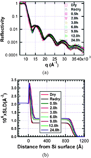 Change of reflectivity (a) and SLD (b) of the bis-sulfur silane film on exposure to D2O vapour. The lines through the data points in (a) indicate the best-fit of the reflectivity data using the corresponding model SLD in (b). The data show a rapid uptake of D2O within first 30 min but equilibrium is not reached until after 6 h exposure to D2O vapour.