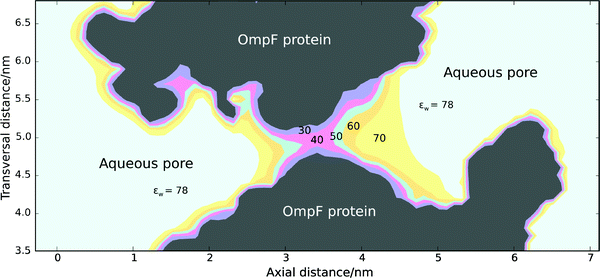 Longitudinal cross-section of the OmpF channel with a contour plot of the water dielectric constant calculated by means of the NPB equation and the Booth equation self-consistently over the whole domain protein + aqueous pore (just one of the three monomers is shown although in all computations the three monomers that assemble together to form the channel were taken into account). Electrolyte concentration was set to 150 mM to mimic physiological conditions. The dielectric constant in the protein region was εp = 2.