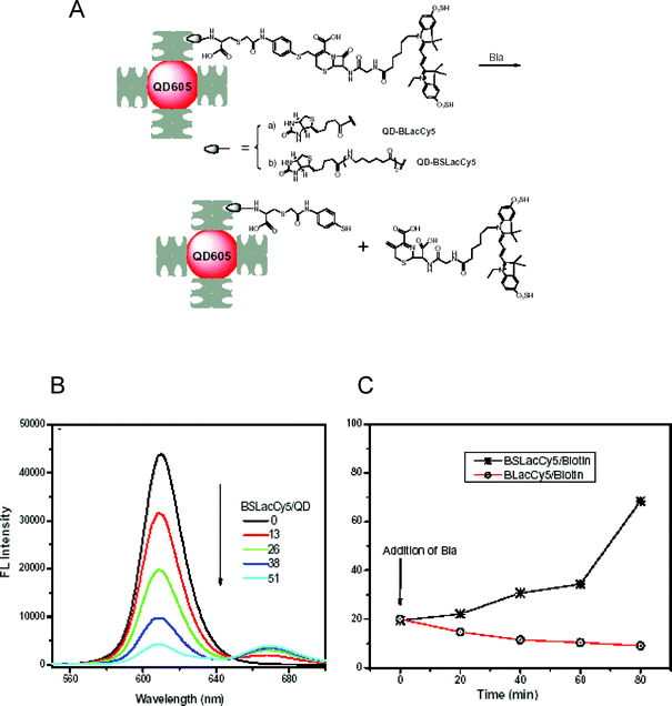 (A) Schematic representation of the QD-construct used to detect β-lactamase. Cy5-labeled biotinylated synthetic substrate is immobilized on Streptavidin-QDs. When added, Bla cleaved the lactam ring, released Cy5 and restored the QD emission. (B) Effects of binding increasing BSLac-Cy5 on the QD PL. (C) Relative QD fluorescence following activation of the QD-probes by Bla (0.03 mg mL−1) over time. Only the biotin-spacer-Lac (extended) substrate, BSLacCy5/biotin, was accessed and cleaved by the enzyme. Figures partially reproduced from ref. 78, with permission of Elsevier, and kindly provided by J. Rao.