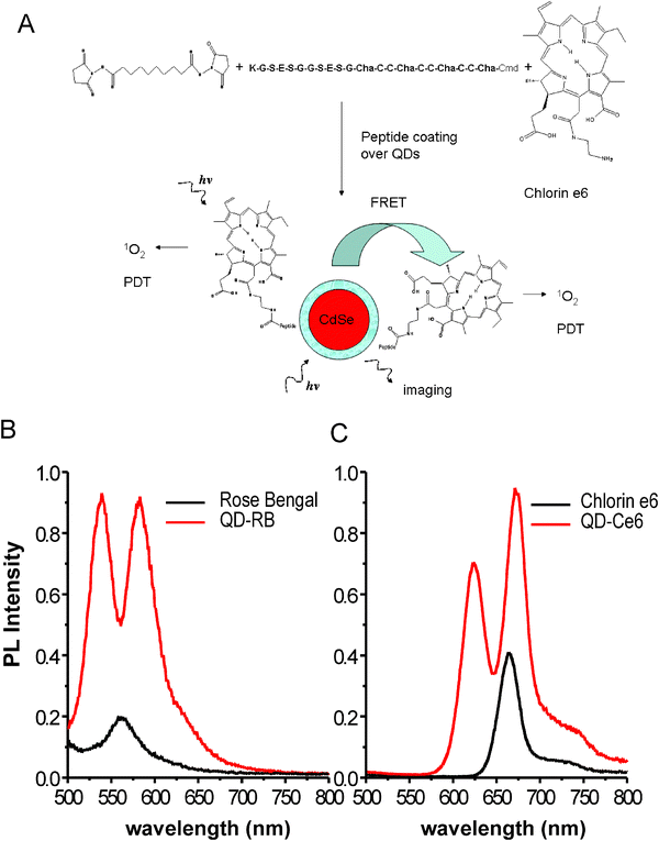 (A) Schematic representation of the QD-photosensitizer conjugates used and the proposed mechanisms for singlet oxygen generation. (B), (C) Comparison between the signals generated by the photosensitizers alone and when attached to the QD surfaces. Figure partially reproduced from ref. 85, with permission of the American Chemical Society, and kindly provided by J. Tsay.