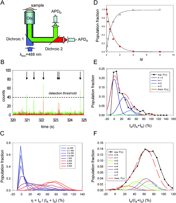 (A) Schematics of the confocal microcopy set up used for implementing solution-phase spFRET. (B) Example of superimposed donor (green) and acceptor (red) time traces. Only bursts with the sum of both signals exceeding the threshold level (indicated by arrows) can be used for analysis. (C) Emission ratio distributions as a function of the acceptor-to-QD ratio for QD-MBP-RR conjugates. (D) Fraction of QDs without any acceptors or “zero valence” (η<10%, no FRET; squares) together with that engaged in FRET (η > 15%; empty squares) as a function of N, the average number of RR acceptors per QD. The fits correspond to the Poisson distribution p(N,0) ∼ exp(−N) and 1 −p(N,0). (E) Comparison between experiment and theory for the distribution fractions versus η for N = 0.5 and N = 4 (F). Figure partially reproduced from reference 40, with permission from the American Chemical Society.