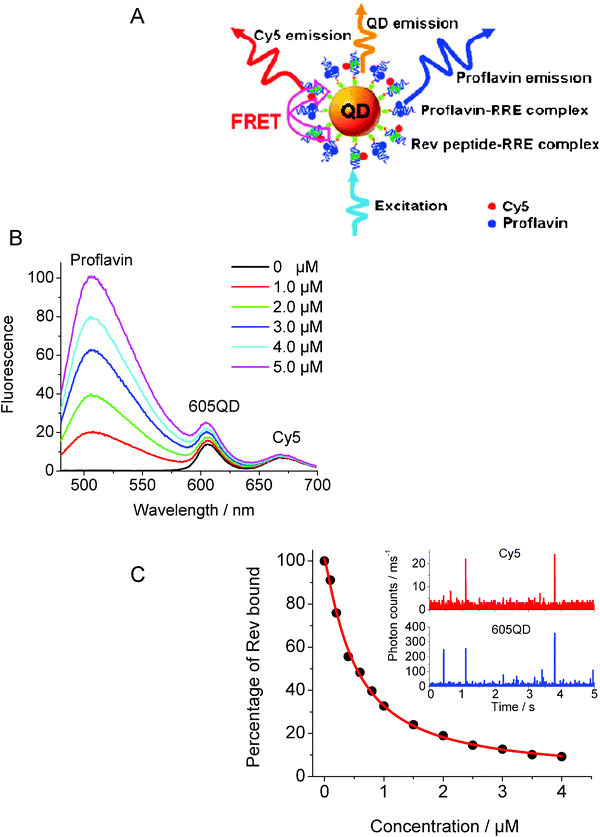 (A) Schematic representation of the single QD-conjugate assembly used to evaluate the Rev peptide-RRE interaction and the inhibition by proflavin. (B) Evolution of the fluorescence (ensemble) spectra of QD and Cy5 with increasing proflavin concentration. Reagent concentrations were 3.8 × 10−8 M for QDs, 7.6 × 10−7 M for Cy5-Rev peptide, and 7.6 × 10−7 M for RRE. (C) Progression of the percentage of bound Rev peptide with the addition of proflavin at increasing concentration, extracted from single molecule FRET data. The inset shows the representative traces of fluorescence bursts from QD and Cy5 after addition of 4.0 μM proflavin. Figure adapted from ref. 110, and reprinted with permission of the American Chemical Society.